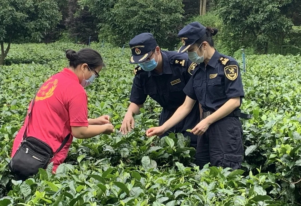 茶葉出口需要辦理什么手續(xù)？